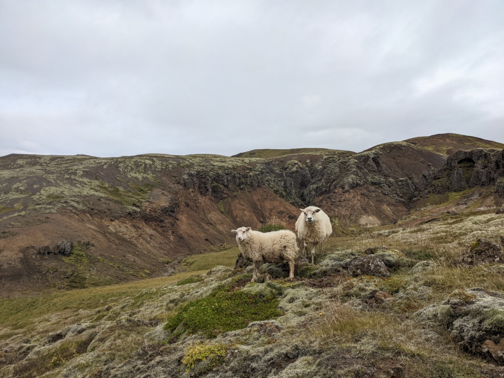 Iceland Sheep