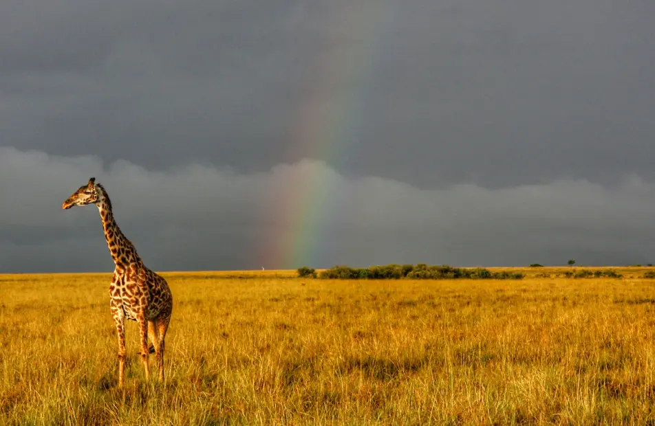 Kenya Gallery4