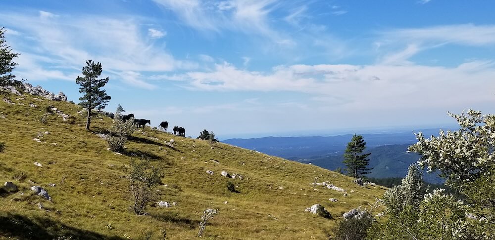 Slovenia Wildlife