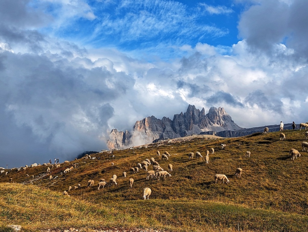 dolomites sheep