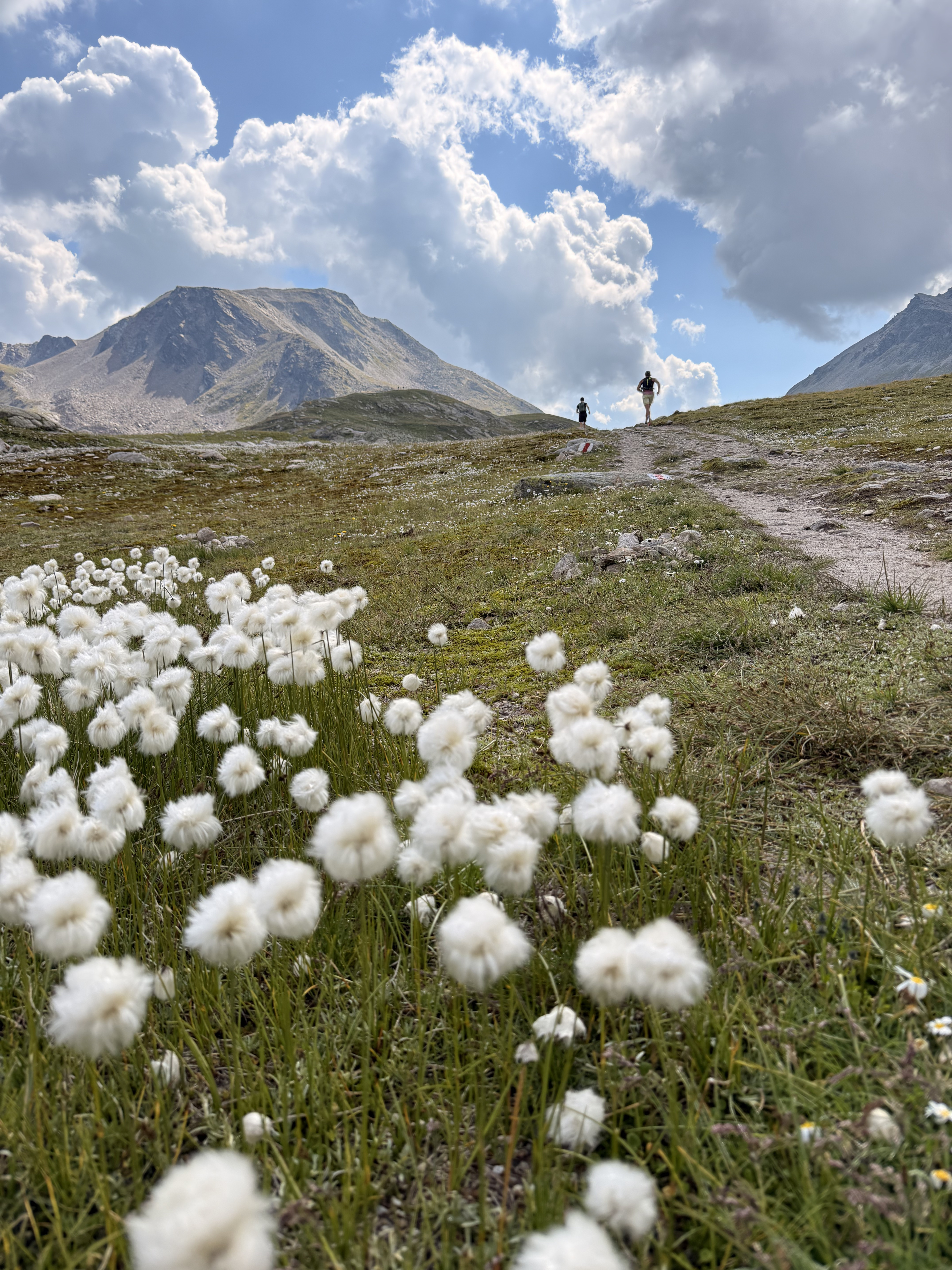Cotton grass on the trail