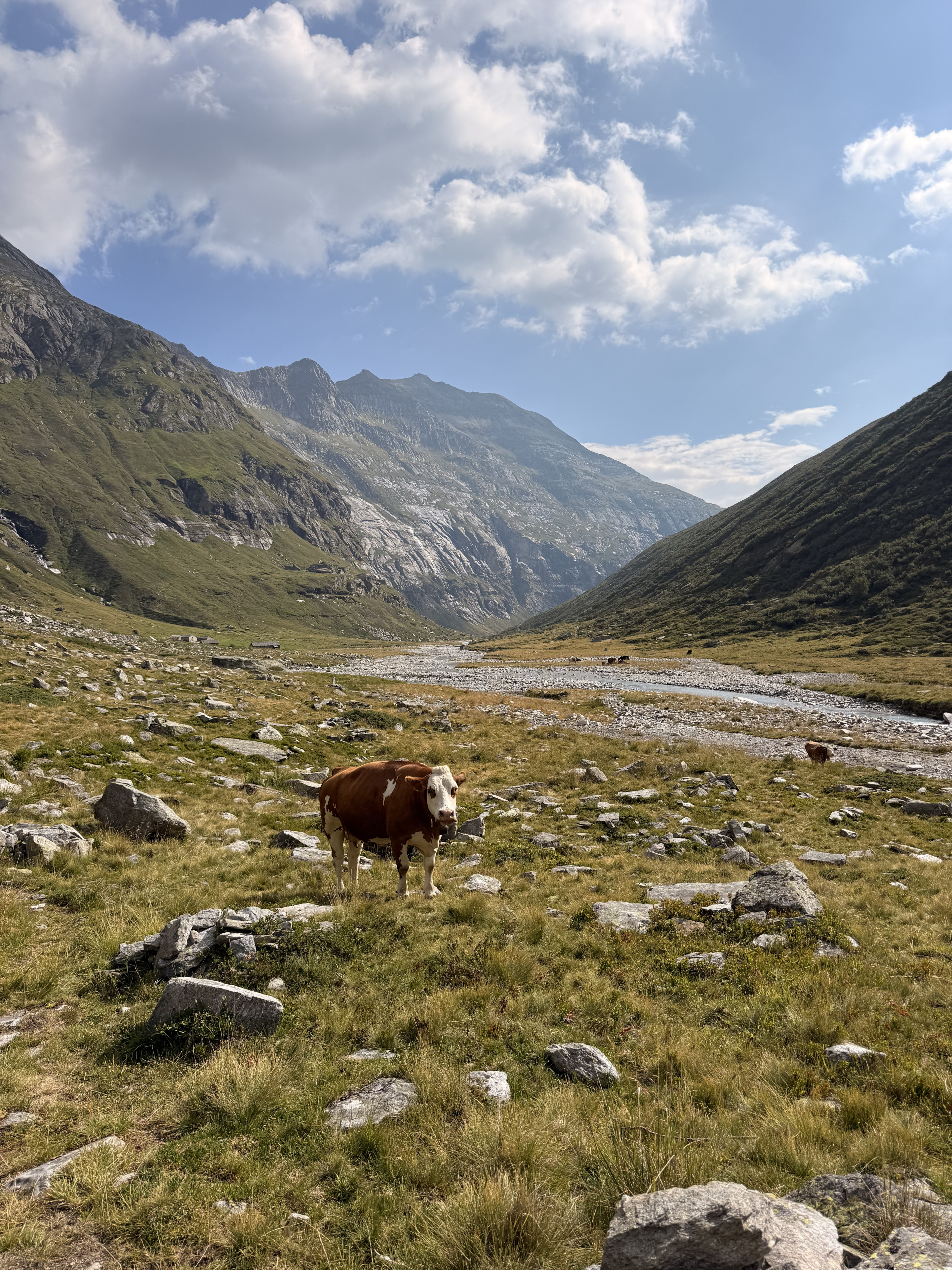 Cows in the Vals valley